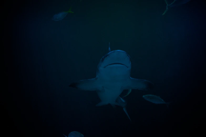 a large grey shark swimming in the ocean