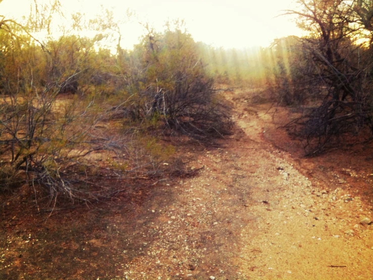 a dirt road in the middle of some plants