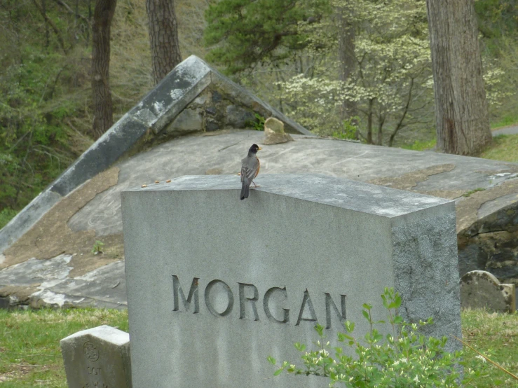 a small bird stands on a monument in the park