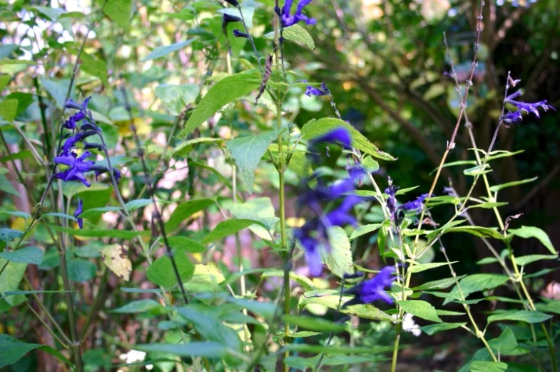 a bush with blue flowers and green leaves