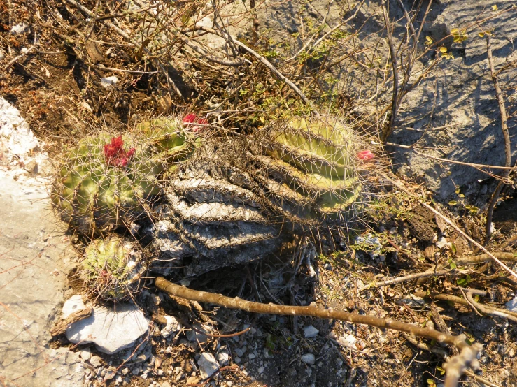 a couple of rocks sitting in the grass