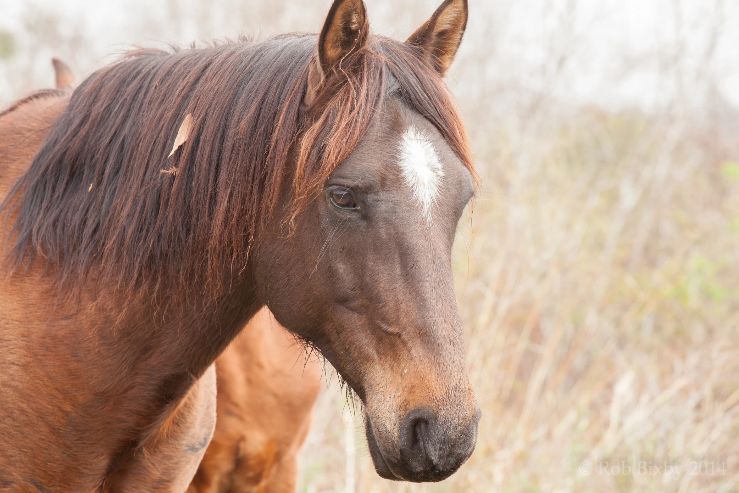 there is a large brown horse with hair on it