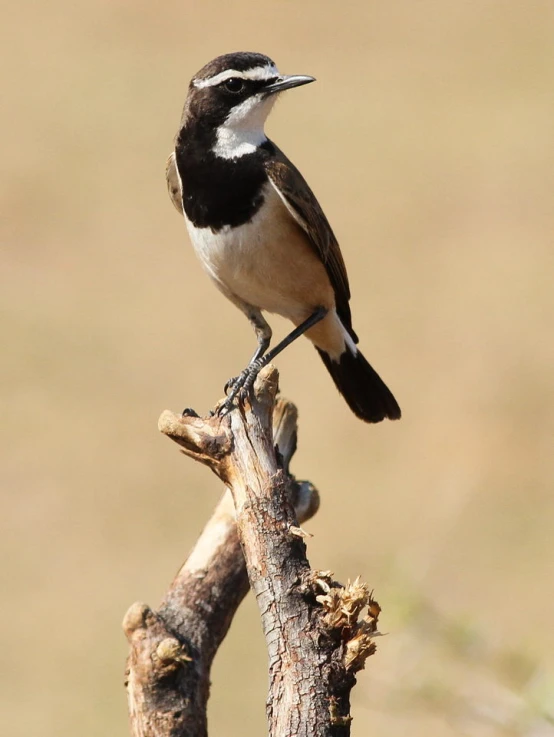 there is a small black and white bird sitting on a tree nch