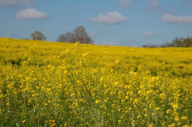 yellow flowers growing in a flowery open field