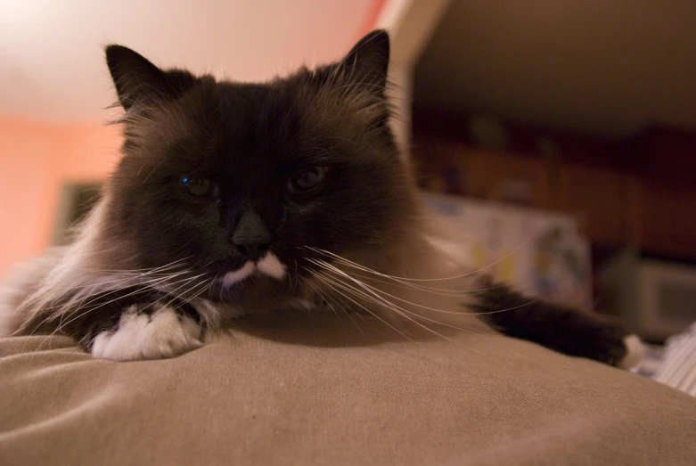 a cat sitting on top of a bed next to a lamp