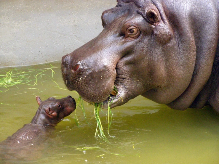 a hippopotamus in the water with it's mother