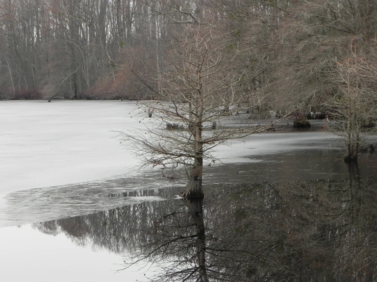 tree in the middle of a flooded body of water