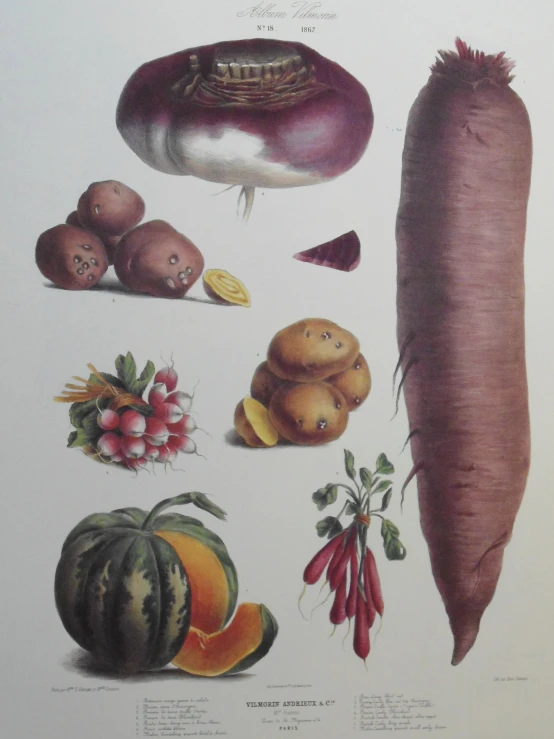 a color illustration of different types of vegetables