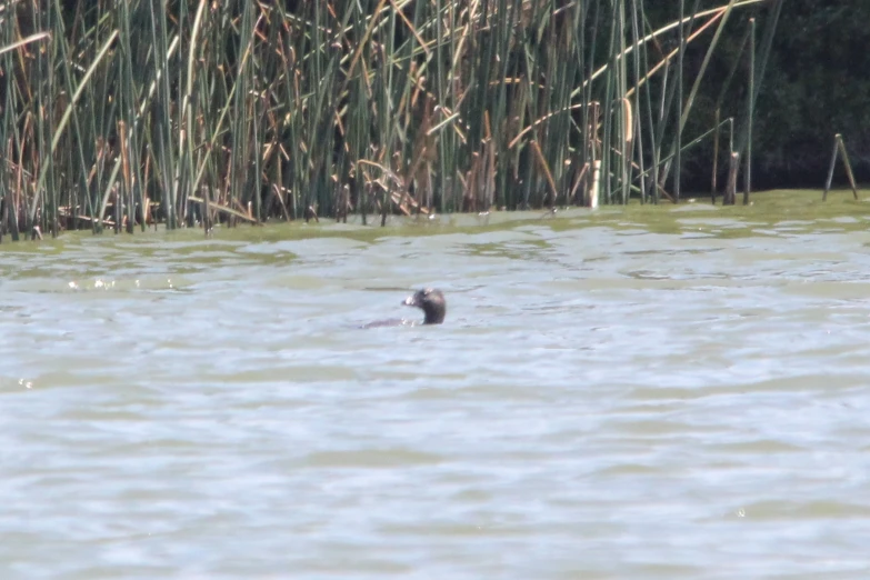 two bears in a lake with tall grass