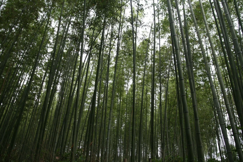 a bunch of trees that are tall and green