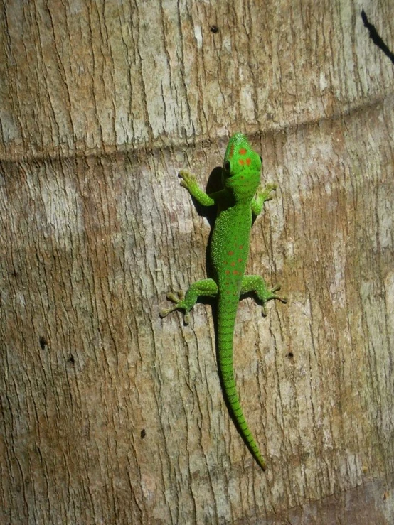 a small green lizard that is on a tree trunk