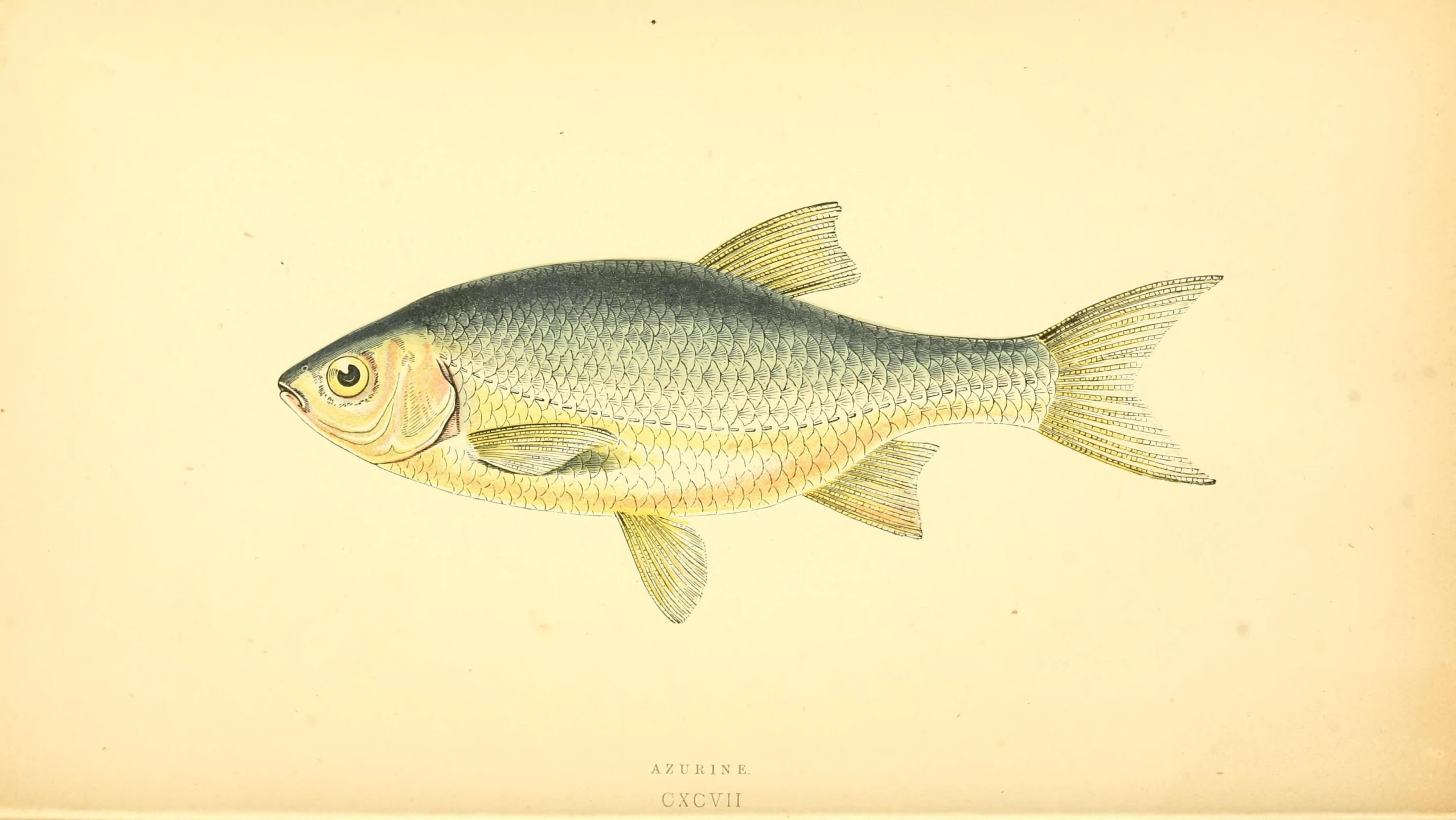 a fish is depicted in this old fashioned drawing