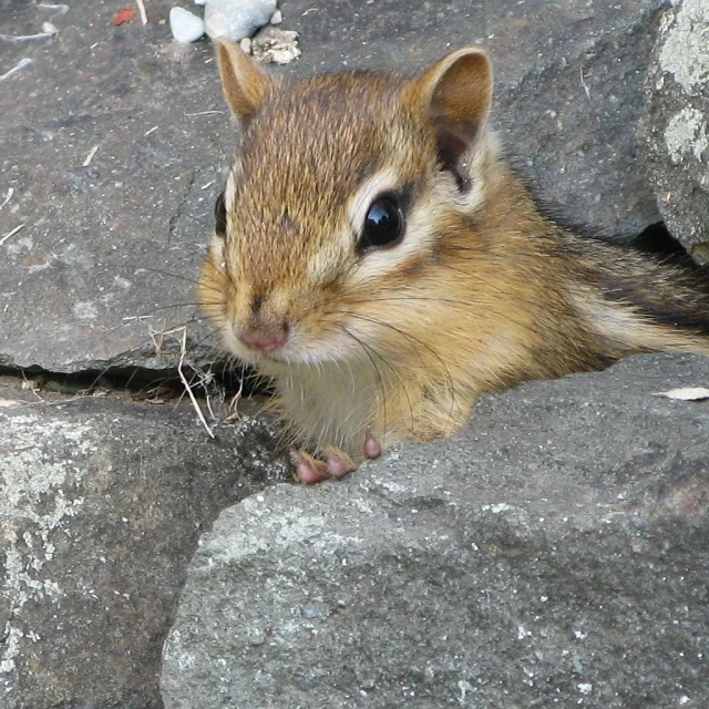 a small brown animal sticking out of between two rocks