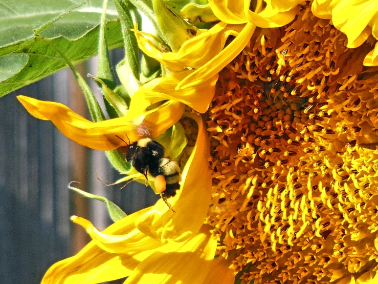 a bee gathers nectars on a sunflower