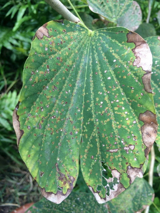 a close up of a large leaf with tiny blemches