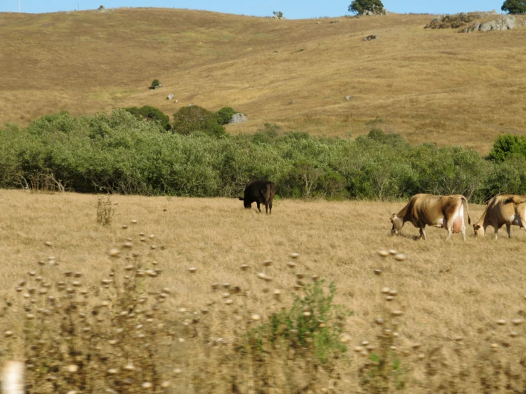 the cows are grazing in the field together