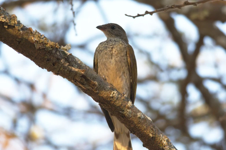 a bird on the nch of a tree