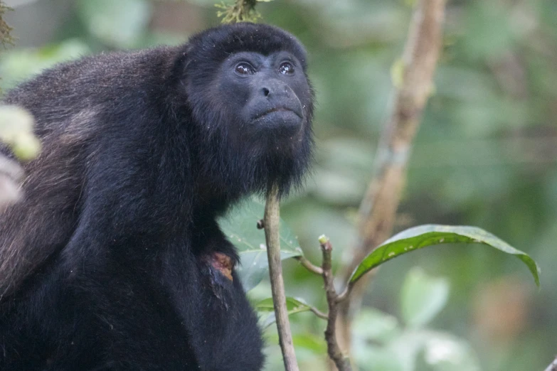 a close up view of a black and white animal