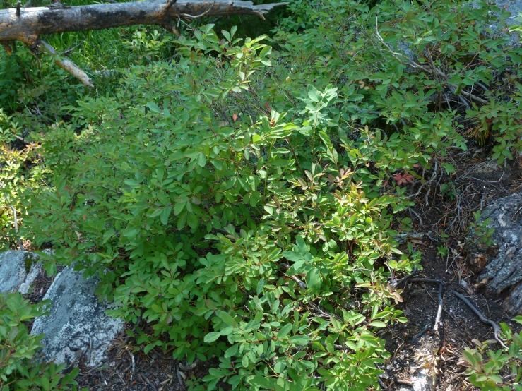 green bush and rocks in the forest with wood nches