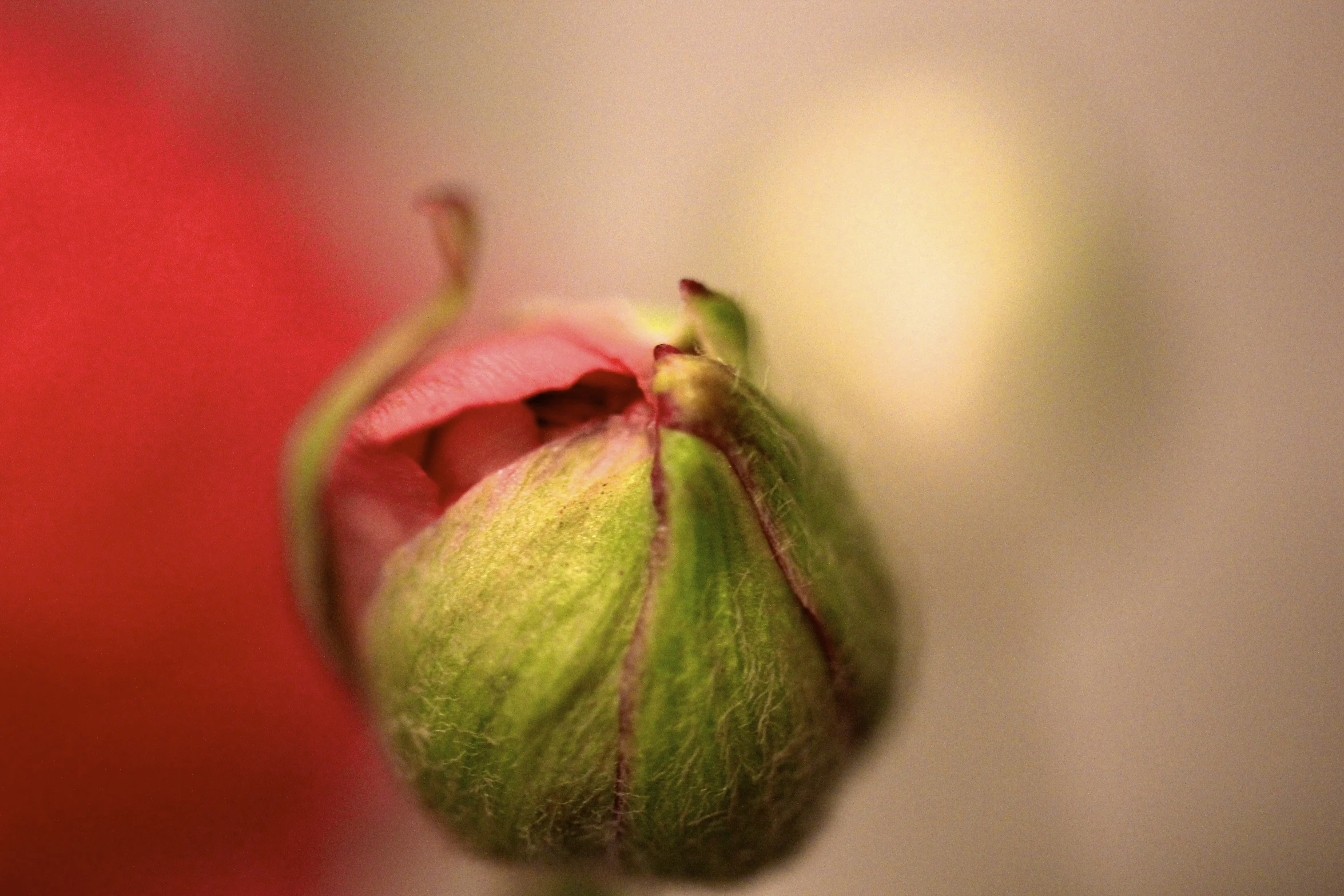 the pink and green flower is in the focus