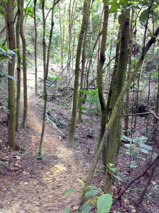 a dirt path surrounded by green trees and bushes