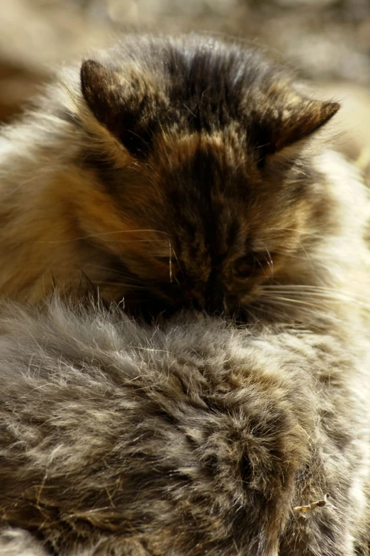 a brown and white cat with some fur on it