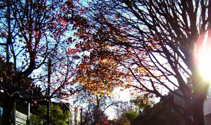 a po looking up at trees with the sun reflecting off it