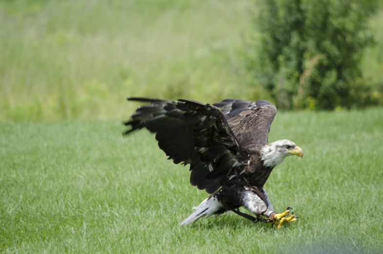 a bald eagle spreading it's wings with its food