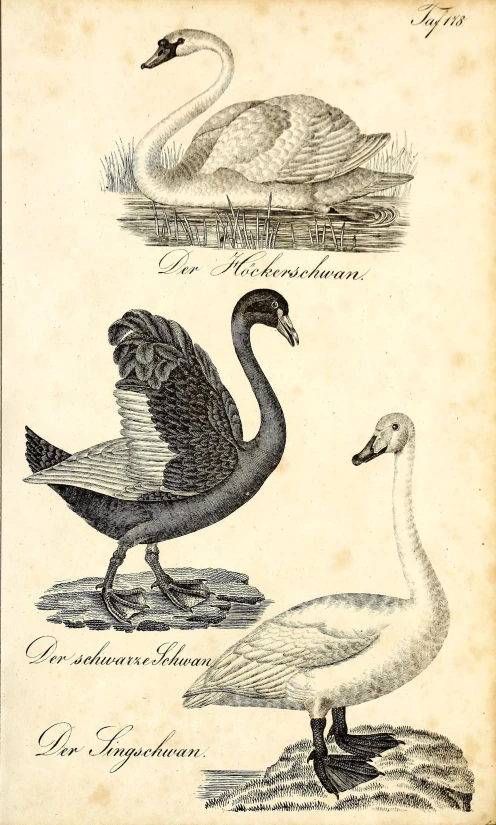 antique engraving showing swan and geese from 19th century