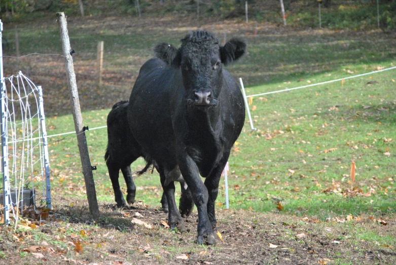 black cow standing next to fence in grassy field