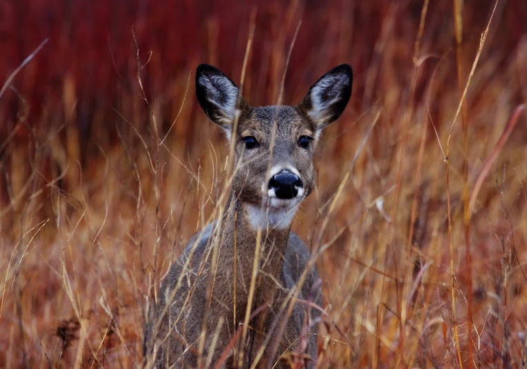 a young deer sits in the tall grass