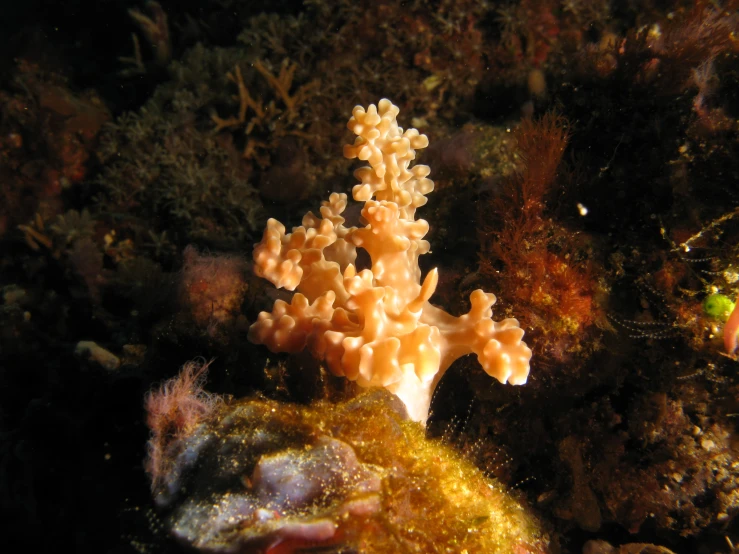 the coral is surrounded by many small bubbles