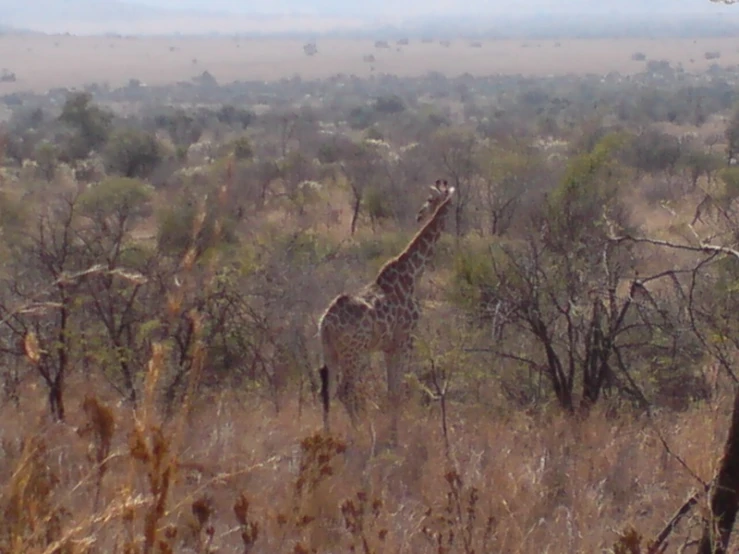 the giraffe is standing alone in the wilderness