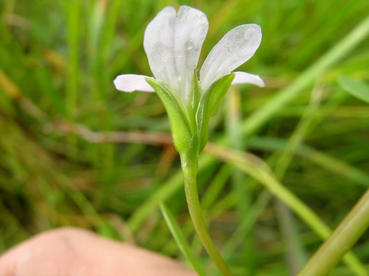 a white flower is coming out of the grass