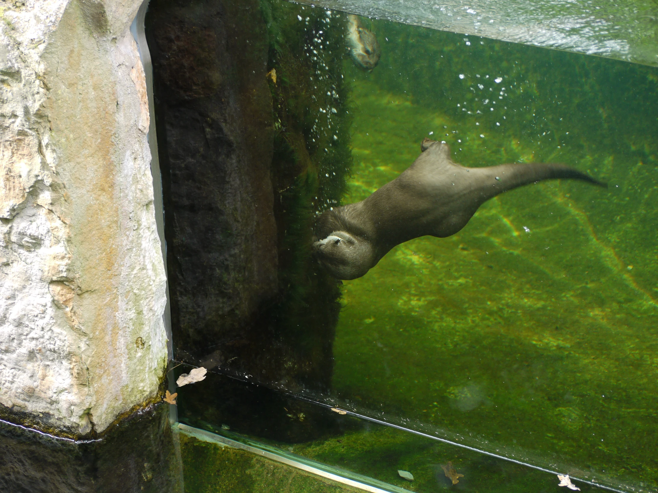 an animal swimming through the water in an aquarium