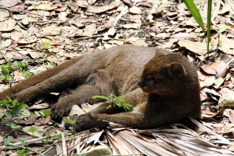 a small monkey is lying on the leaves of the ground