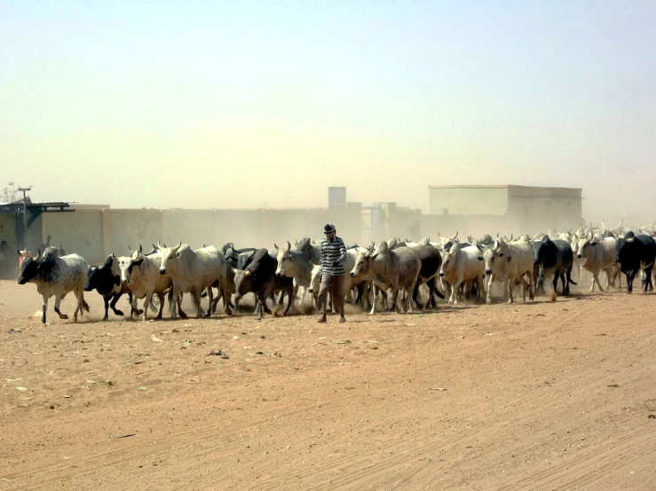 man herding many cattle on sand path in open field