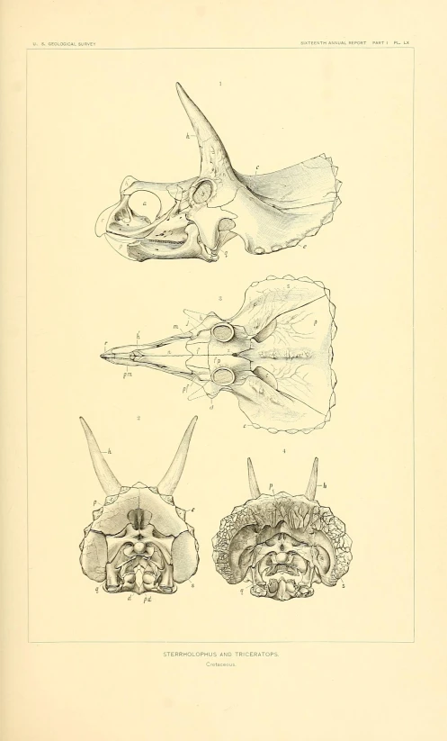 a drawing of an animal is shown in four different ways