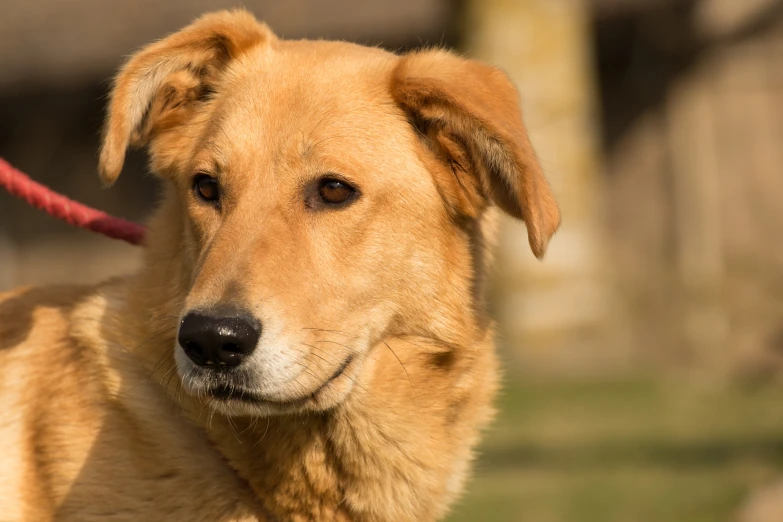 a brown dog with dark eyes is looking at the camera