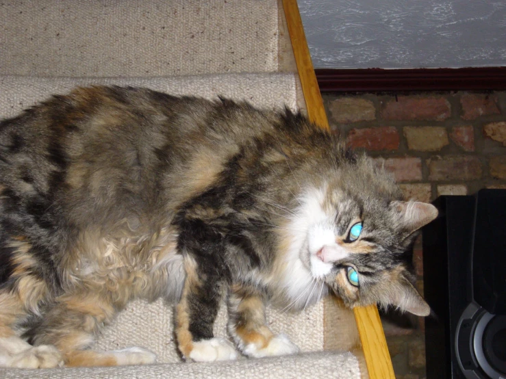 a cat is sitting on the stairs staring at soing