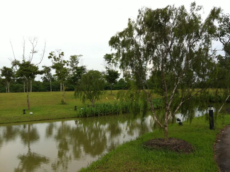 a body of water near trees and a field