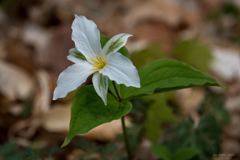 a single white flower with leaves surrounding it