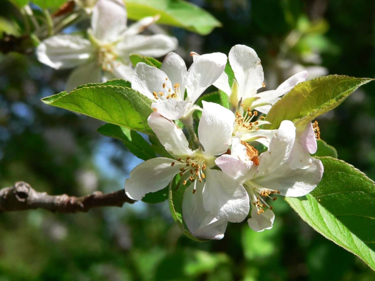 white flowered tree blossom with leaves on sunny day