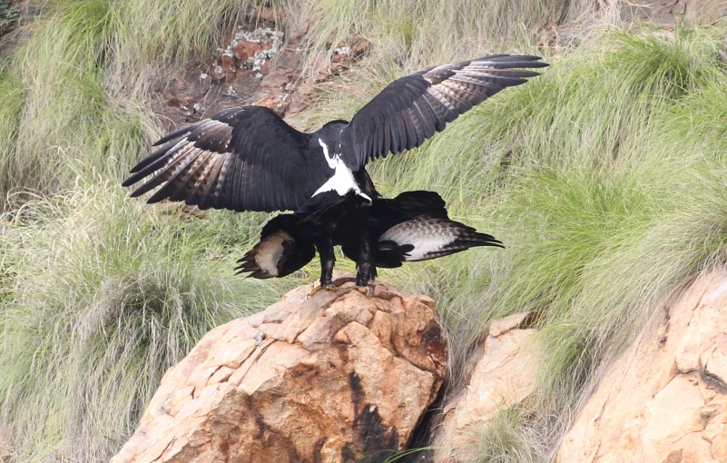 two birds are standing on some rocks in the grass