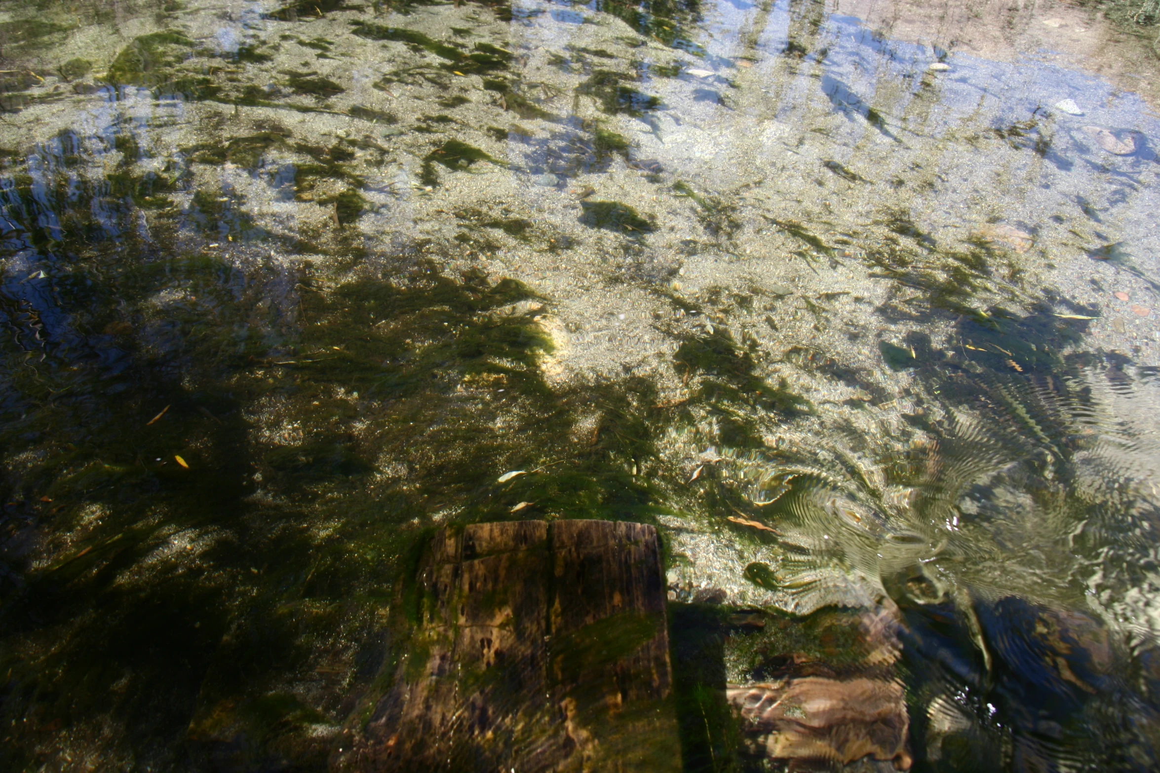 a lake that has many plants growing in it