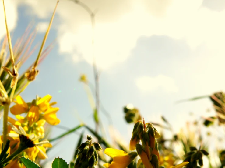 this is a picture of yellow flowers and weeds