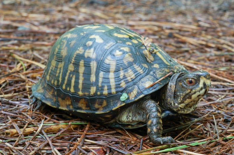 an older tortoise is looking in the same direction