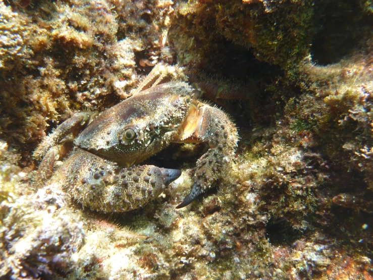 small animal sitting on the ground next to rocks