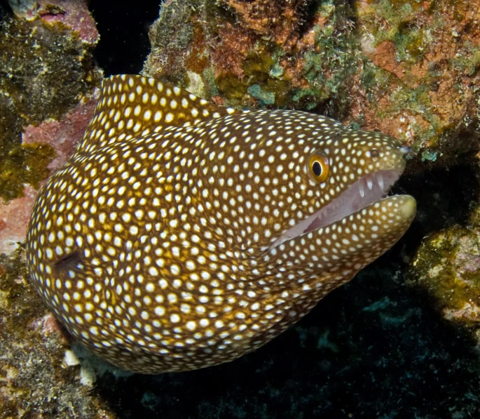 an spotted animal with brown and white spots