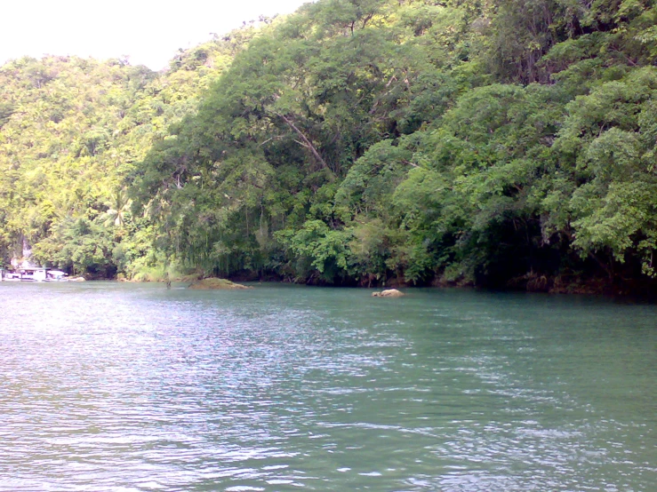 the water is very calm and clear near the forest